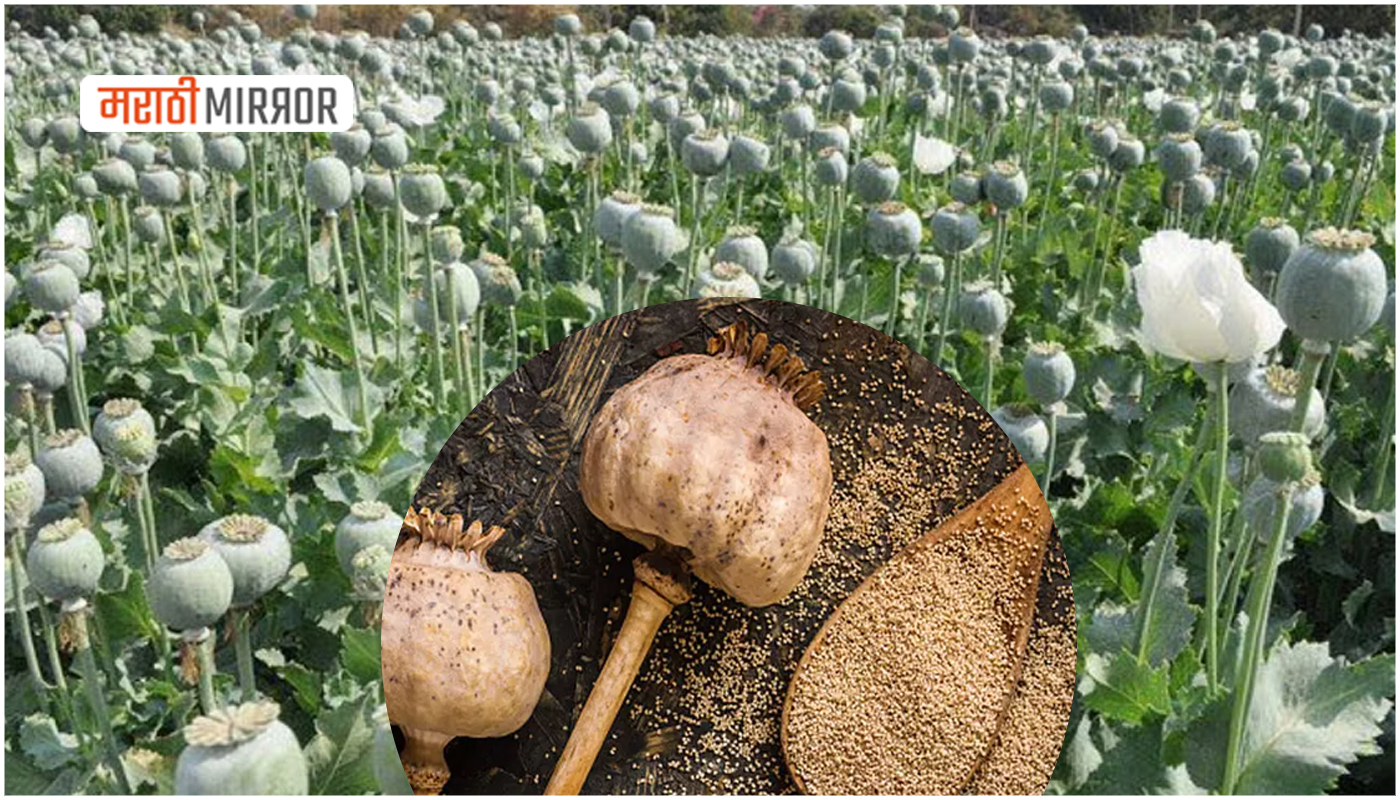 why-poppy-cultivation-illegal-in-maharashtra